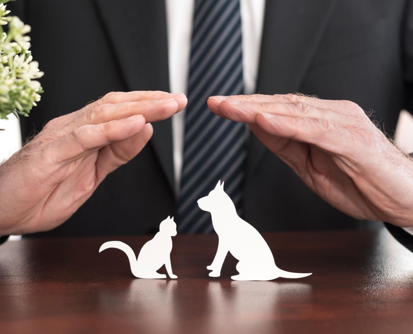 close up view of man's hands cupped over dog and cat figurines